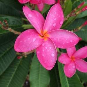 Meet your Posher, Betty